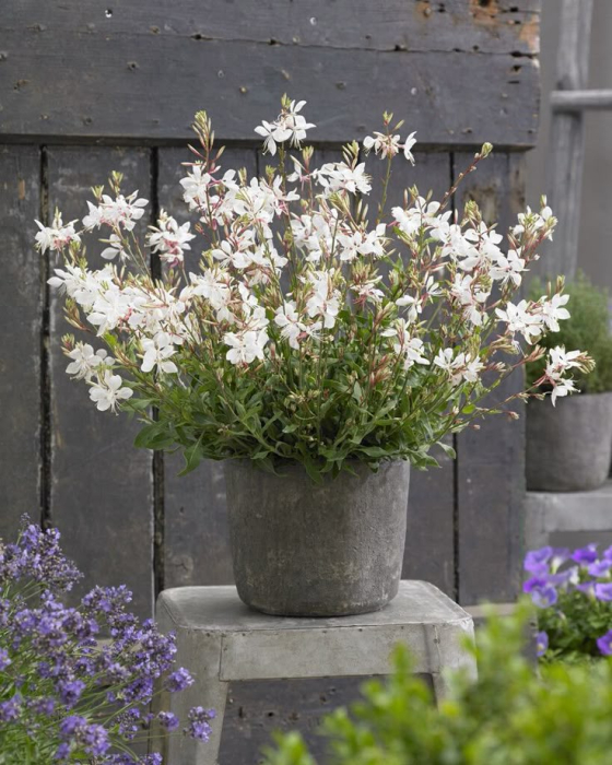 Gaura Flamingo Snow – C2 [2]