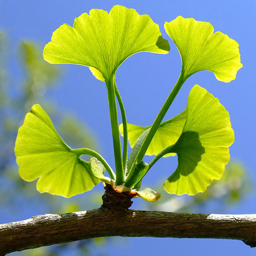 Ginkgo biloba [4]