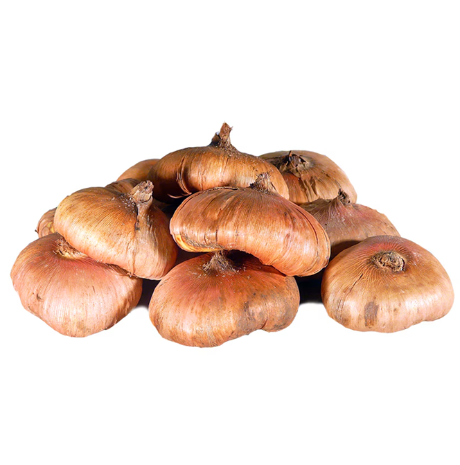 Bulbi Gladiola ‘New Release’ 14+ [2]