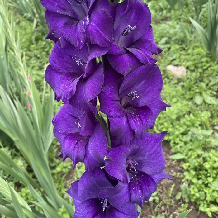 Bulbi Gladiola ‘Purple Flora’ 10/12 [3]