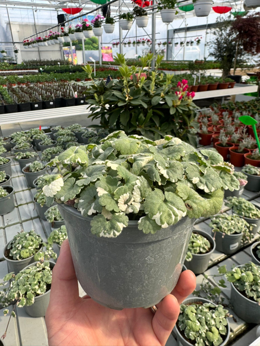 Glechoma ‘Variegata’ P12 [2]