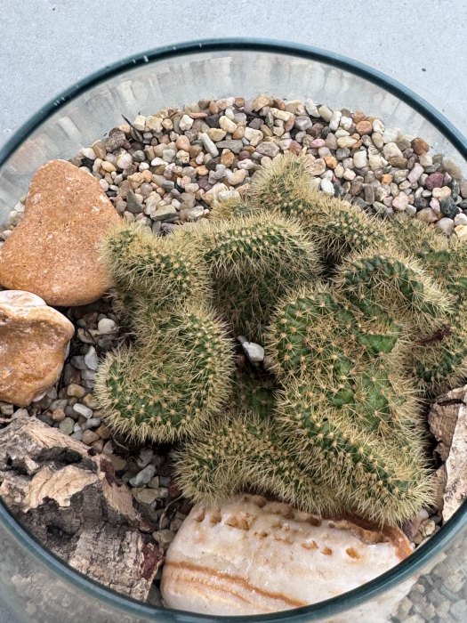 Cactus Green bottle abby small met [7]