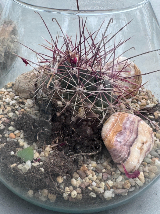 Cactus Green bottle abby small met [6]