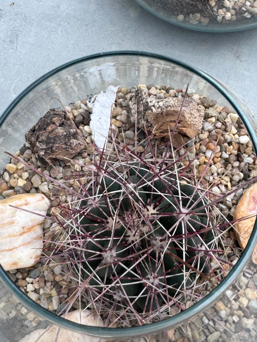 Cactus Green bottle abby small met [3]