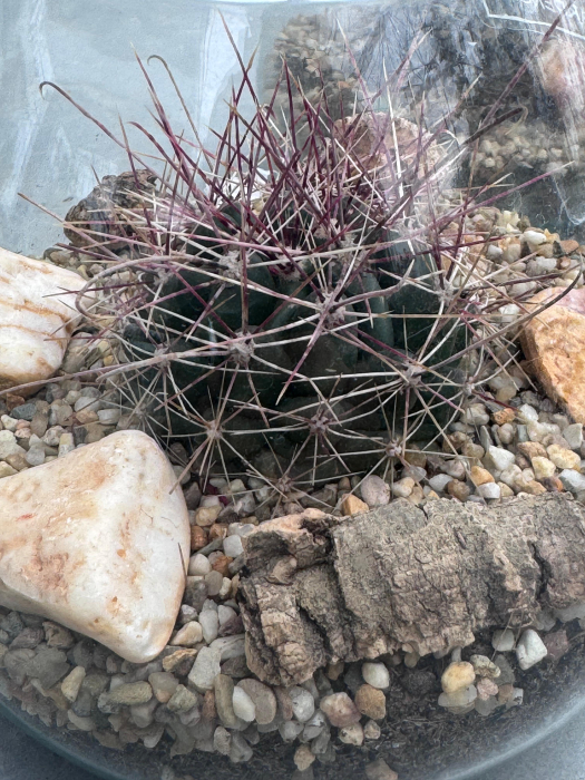 Cactus Green bottle abby small met [4]