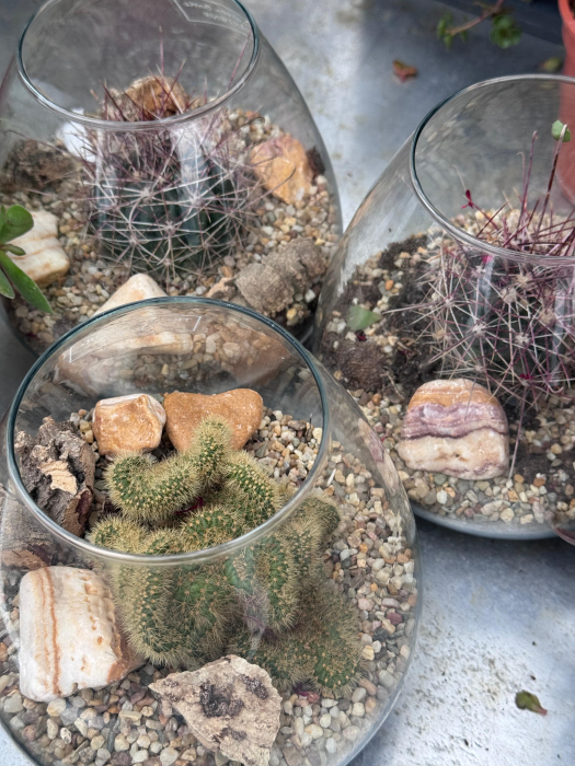 Cactus Green bottle abby small met [2]