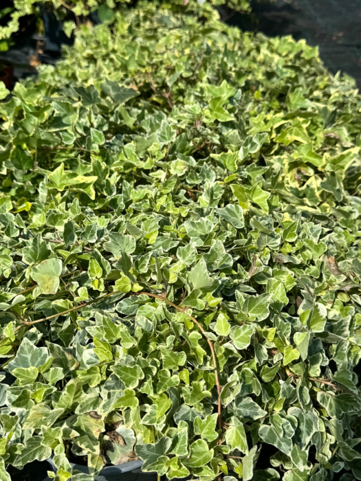 Hedera helix Mix P13, iederă decorativă, veșnic verde [4]