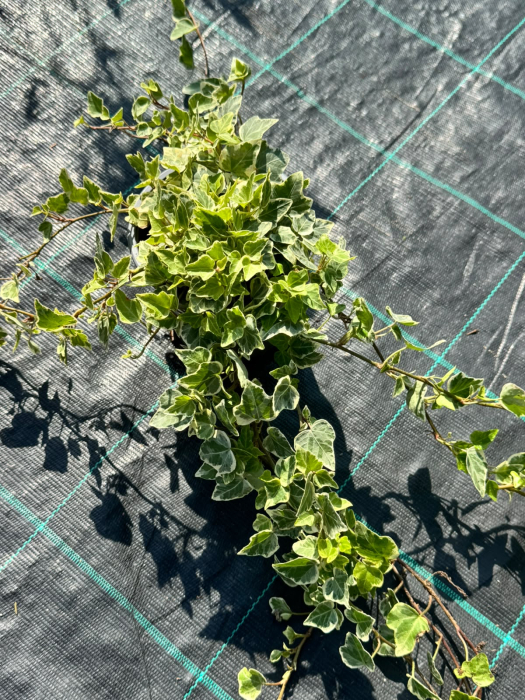 Hedera helix Mix P13, iederă decorativă, veșnic verde [3]