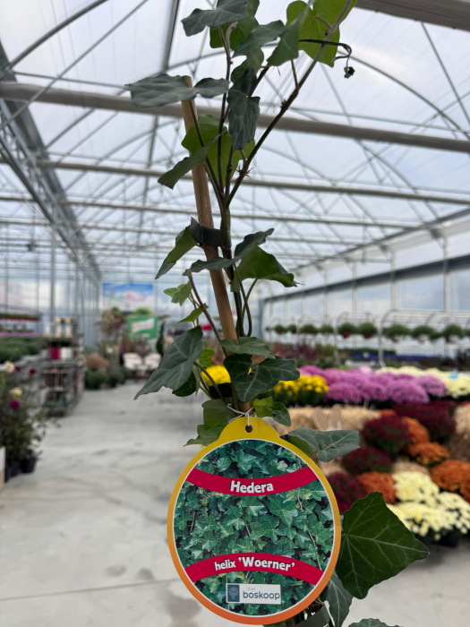 Hedera helix ‘Woerner’ [4]