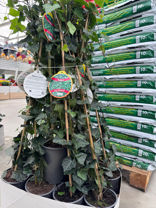 Hedera helix ‘Woerner’ [3]