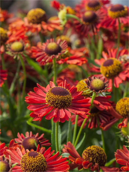 Helenium Ranchera [1]