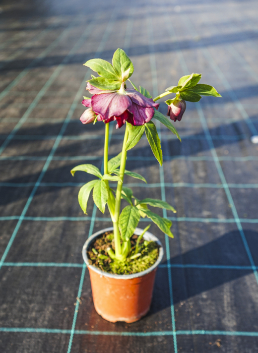 Helleborus Double Ellen Flash C3 [3]