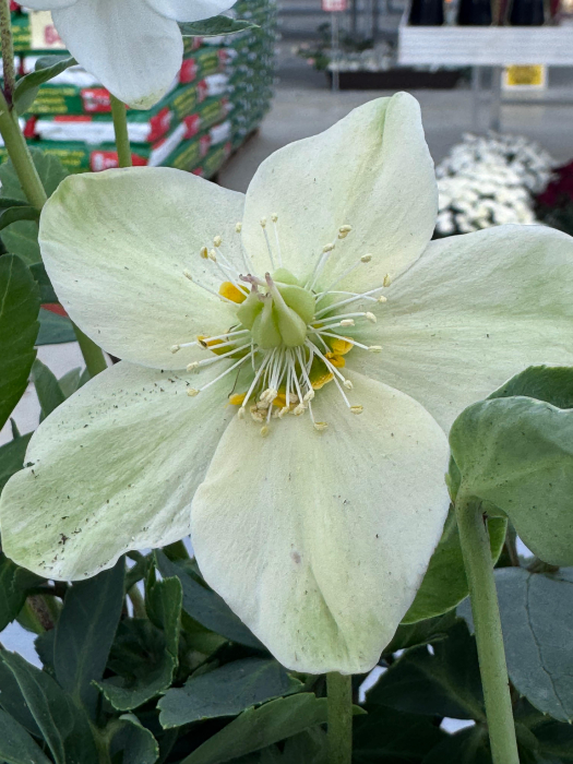 Helleborus niger ‘Advent Star Earl’ – plantă perenă cu flori albe [2]
