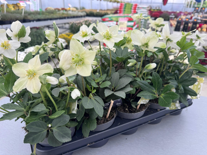 Helleborus niger ‘Advent Star Earl’ – plantă perenă cu flori albe [3]