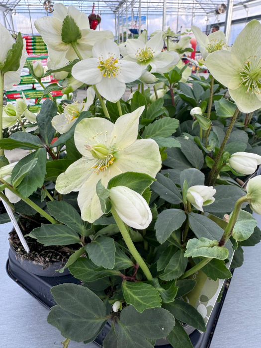 Helleborus niger ‘Advent Star Earl’ – plantă perenă cu flori albe [4]