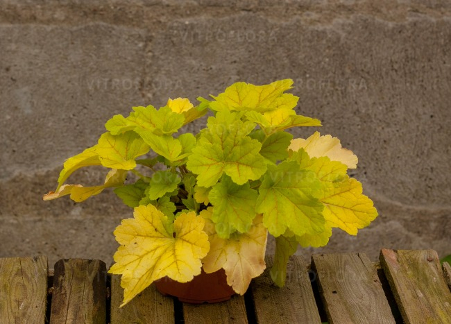 Heuchera Electra [2]