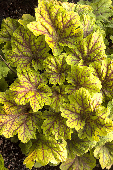 Heuchera Electra [3]