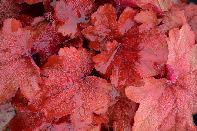 Heuchera Fire Alarm [2]