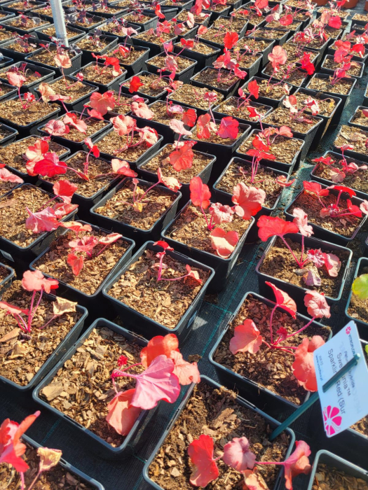 Heuchera Fire Alarm [3]
