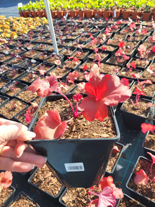 Heuchera Fire Alarm [2]