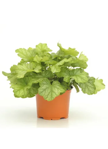 Heuchera Lord Lime – C2 [1]