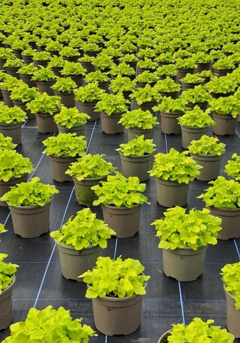 Heuchera Lord Lime – C2 [2]