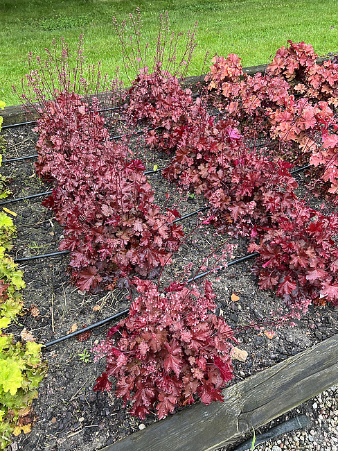 Heuchera Rex Fire – C3 [3]