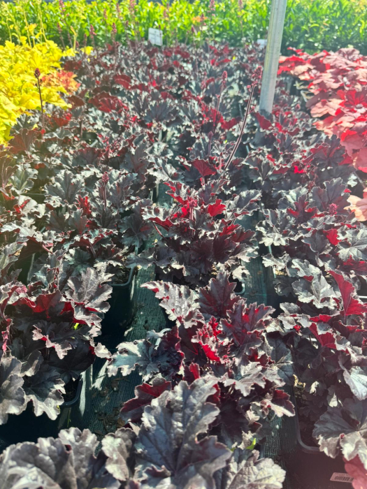 Heuchera Timeless Night C2, plantă perenă cu frunziș elegant [2]