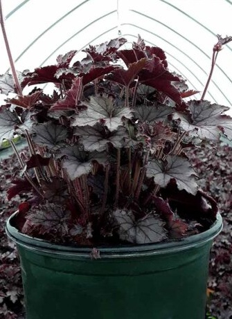 Heucherella Plum Cascade – C3 [1]