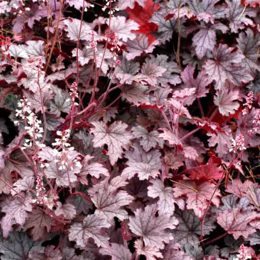Heucherella Plum Cascade – C3 [2]