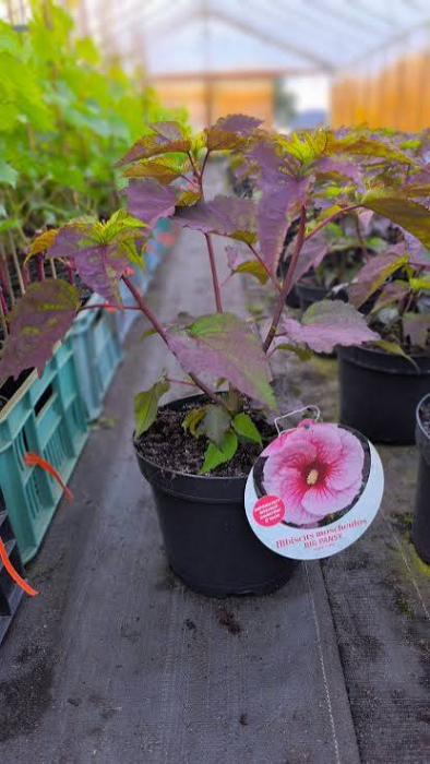 Hibiscus 'Big Pansy' C1.5, hibiscus peren cu flori uriașe [2]