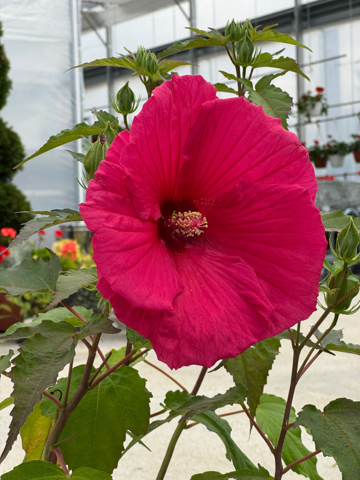 Hibiscus Summerific [5]
