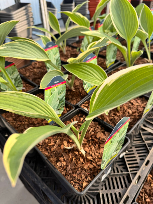 Hosta ‘Regal Splendor’ C2 [2]