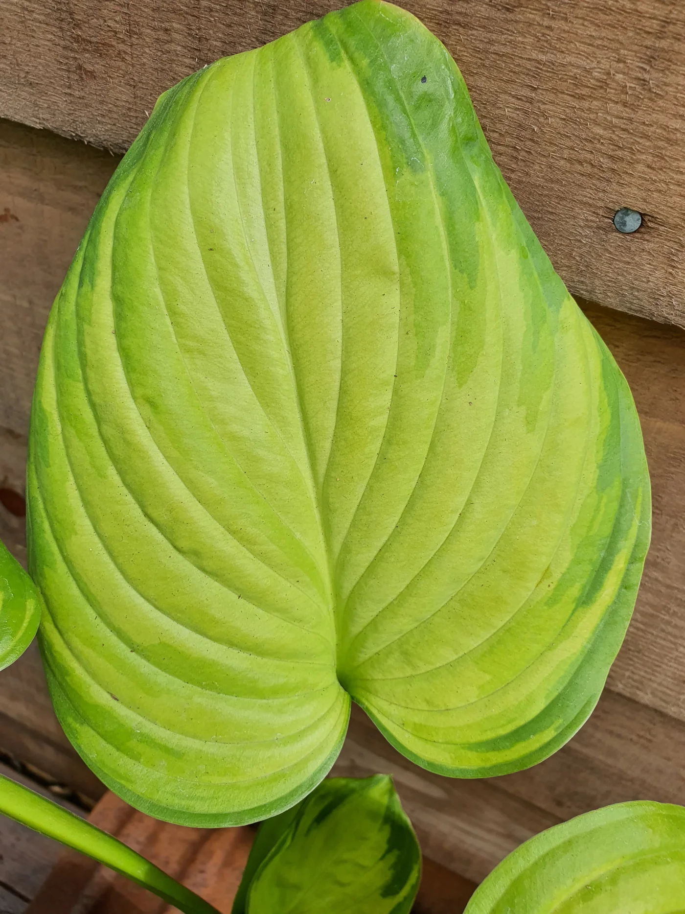 Hosta Stained Glass C3 [3]