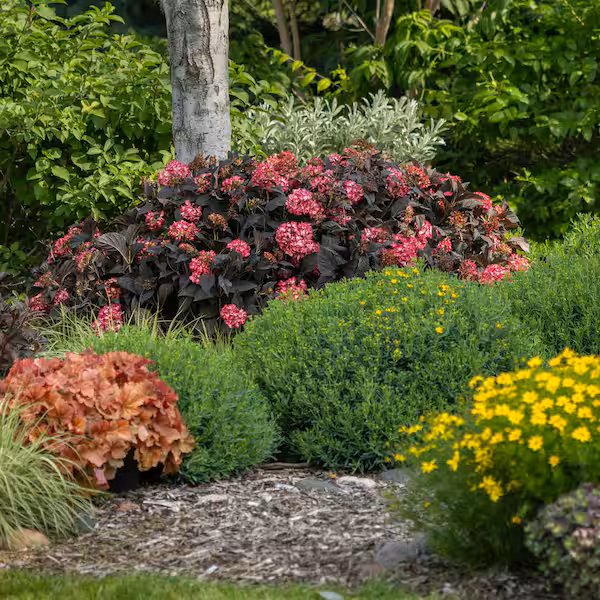 Hydrangea Eclipse C3 [3]