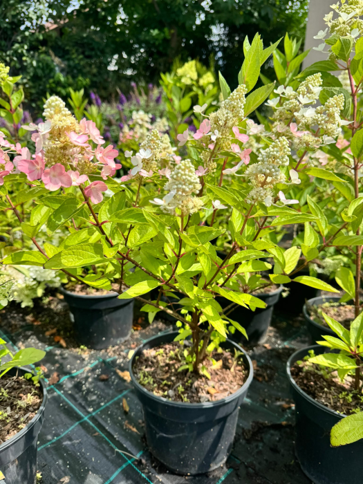 Hydrangea Magical Matterhorn - G19 este o hortensie ornamentală [2]