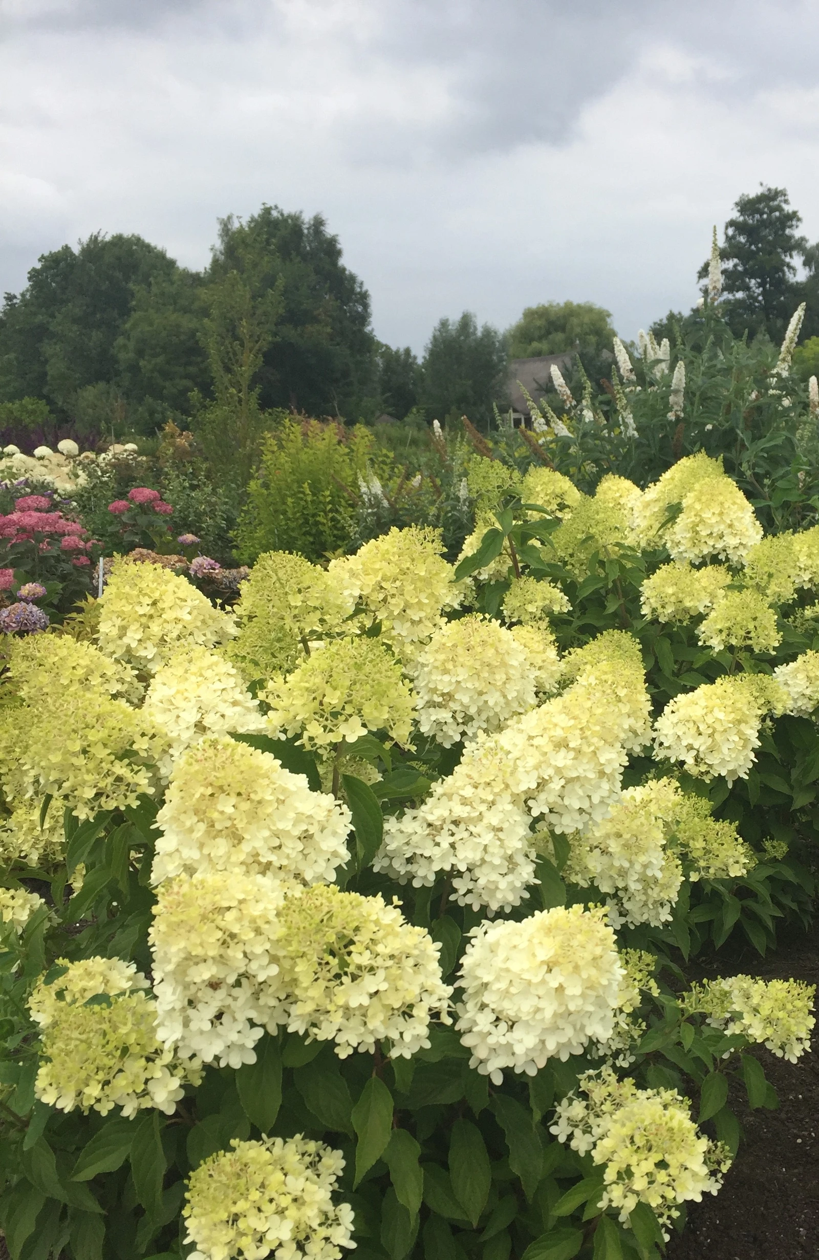 Hydrangea Pinkachu C3 [1]