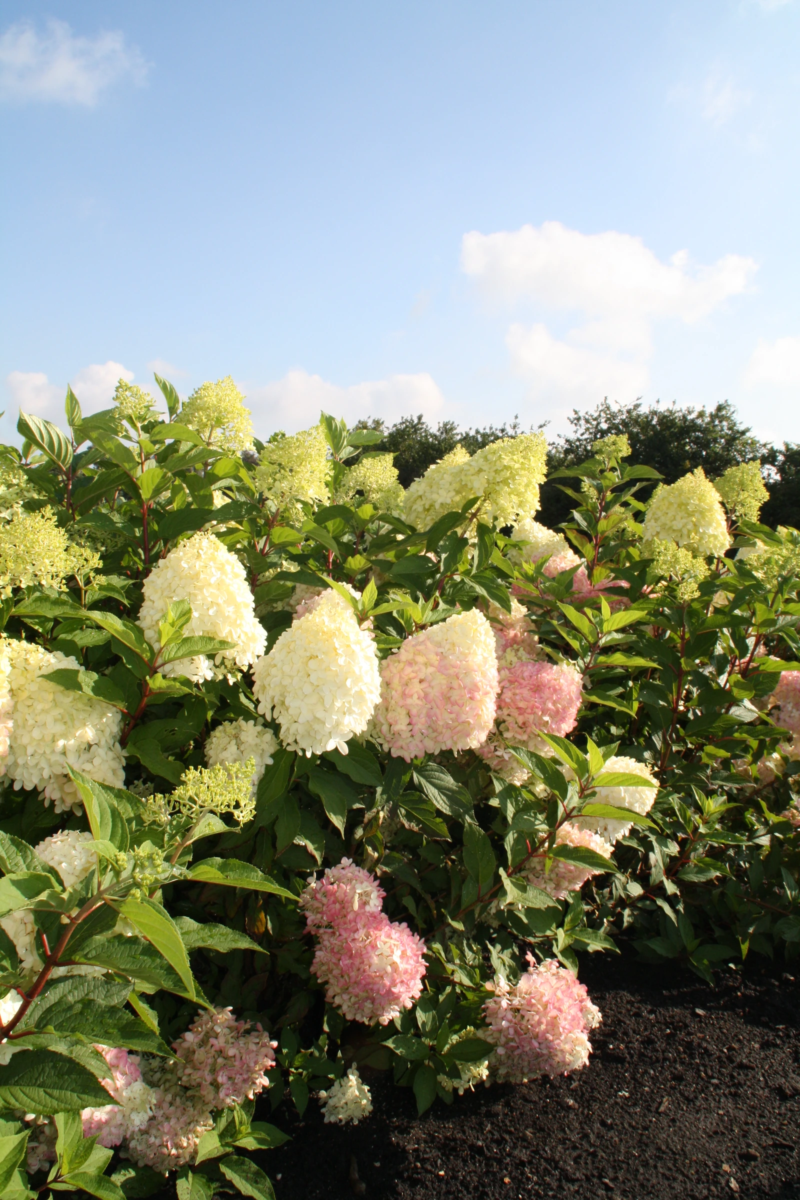 Hydrangea Pinkachu C3 [2]