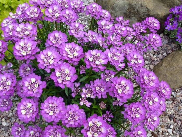 Iberis Absolutely Amethyst [2]