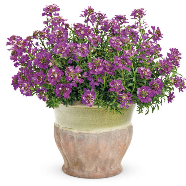 Iberis Absolutely Amethyst [3]