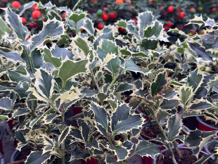 Ilex aquifolium ‘Argentea Marginata’ – arbust veșnic verde [3]