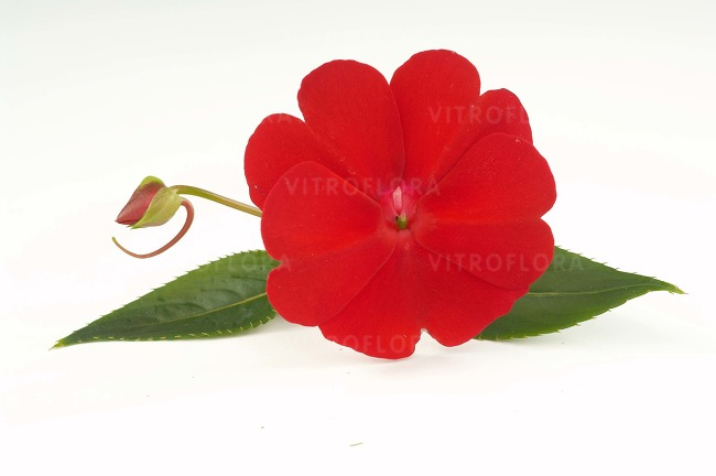 Impatiens Harmony Red Cardinal [2]