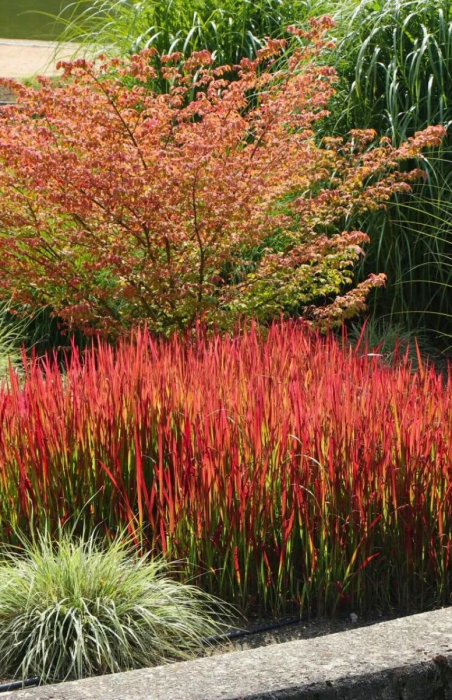 Imperata Red Baron C2 [1]