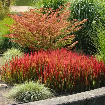 Imperata Red Baron C3 [3]