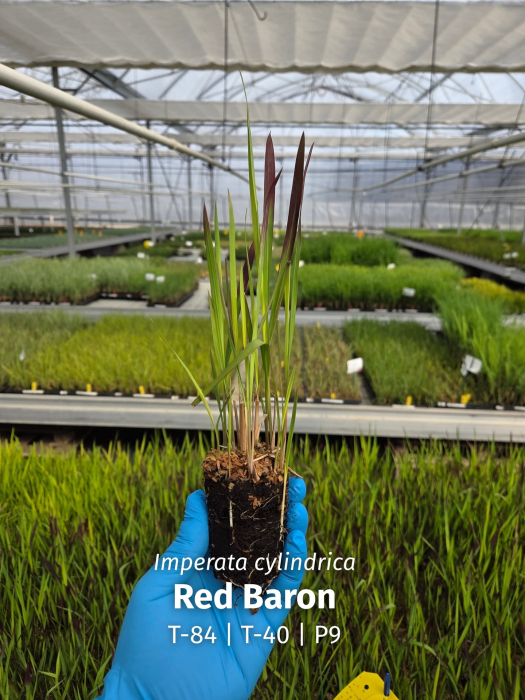 Imperata Red Baron C3 [6]