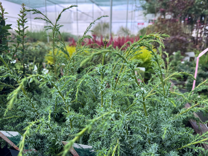 Juniperus chinensis ‘Blue Alps’ [3]