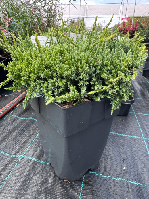 Juniperus squamata ‘Holger’ [1]