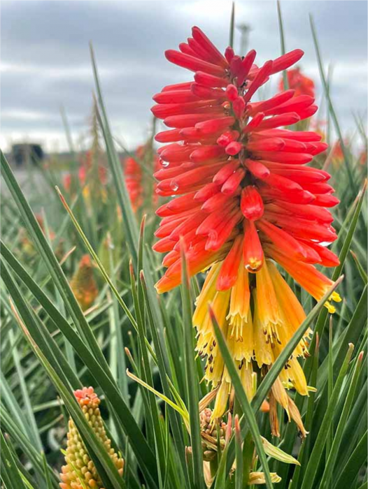 Kniphofia Rocket Jr. [1]