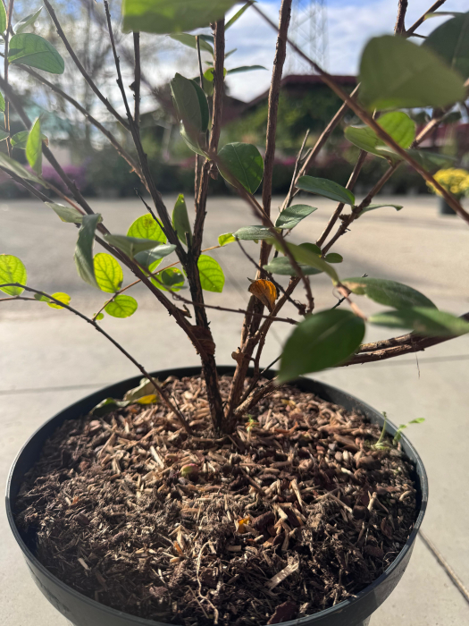 Lagerstroemia indica ‘With Love’ – arbust ornamental cu flori roz [3]