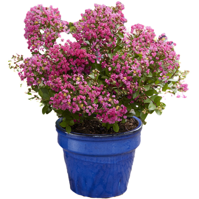 Lagerstroemia indica ‘With Love’ – arbust ornamental cu flori roz [2]
